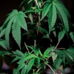 Buy THC vape in Naples image_602.jpg