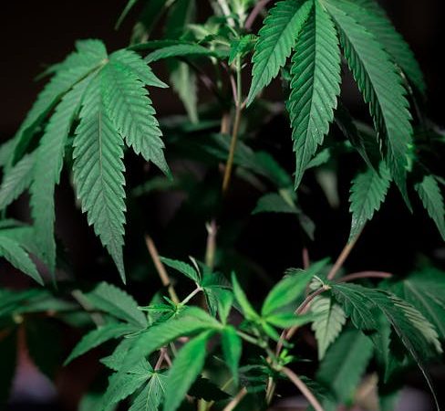 Buy THC vape in Naples