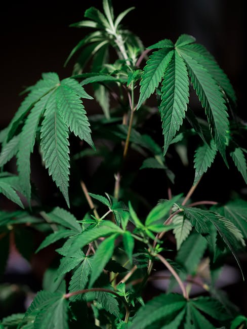 Buy THC vape in Naples