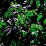 Buy THC cannabis in Wroclaw image_603.jpg