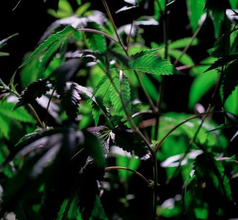Buy THC cannabis in Wroclaw