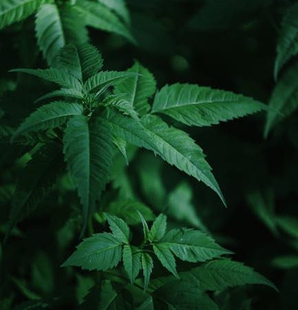 Weed store in Cluj-Napoca