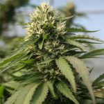 Cannabis store in Amsterdam image_613.jpg