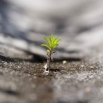 Weed store in Augsburg image_619.jpg