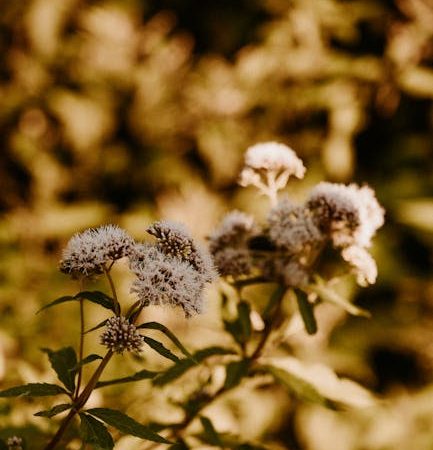 Buy cannabis in Prague