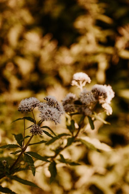Buy cannabis in Prague
