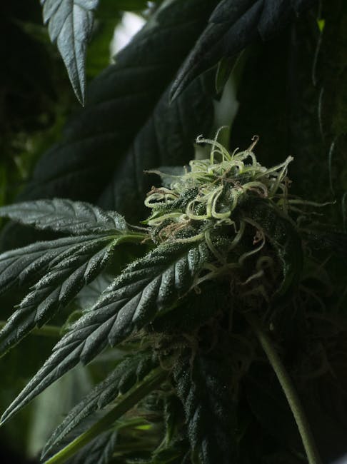 420 store in Lithuania