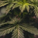 Buy marijuana in Glasgow image_655.jpg