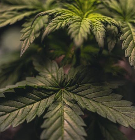 Buy marijuana in Glasgow