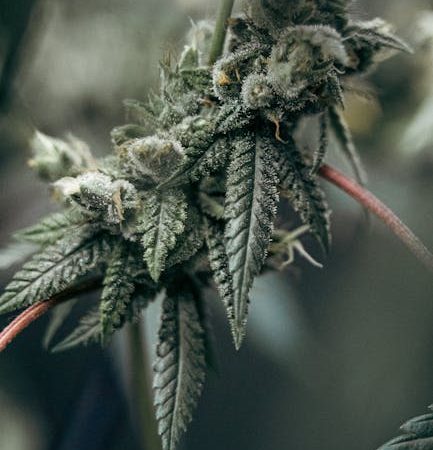 Buy hashish in Karlsruhe