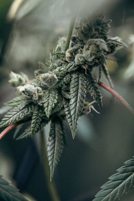 Buy hashish in Karlsruhe