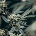 Buy cannabis in Las Palmas image_667.jpg