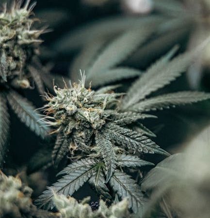 Buy cannabis in Las Palmas