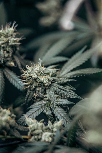 Buy cannabis in Las Palmas