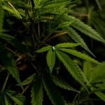 Cannabis delivery in Lisbon image_668.jpg