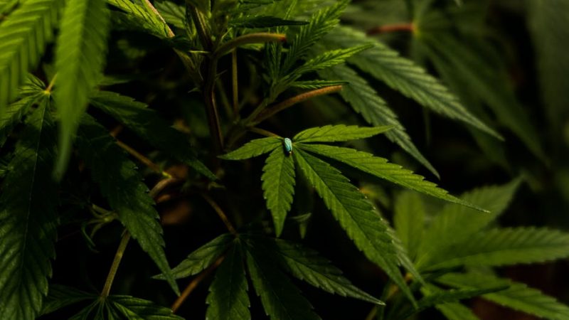 Cannabis delivery in Lisbon