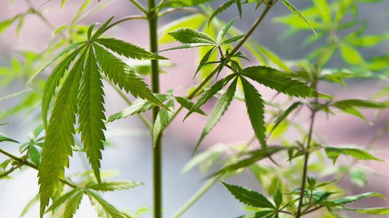Cannabis store in Germany