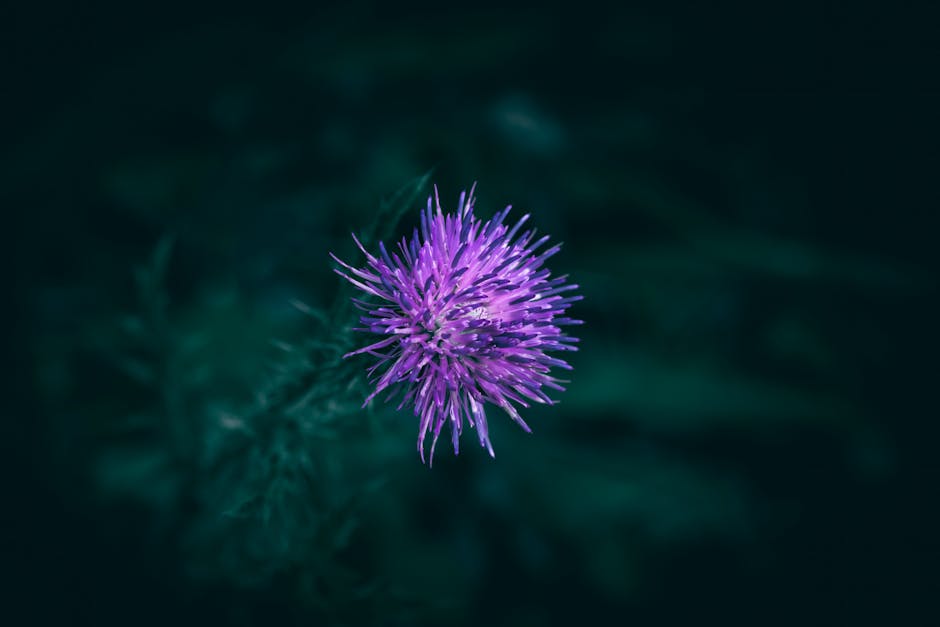 Buy hashish in Slovakia