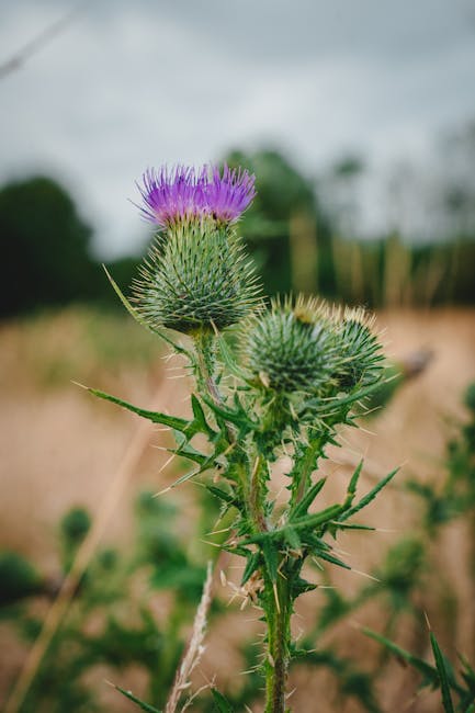 Buy THC vapes in Spain