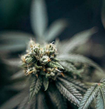 Cannabis store in Madrid