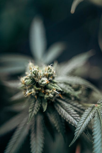 Cannabis store in Madrid