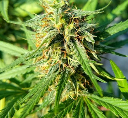 Cannabis store in Greece