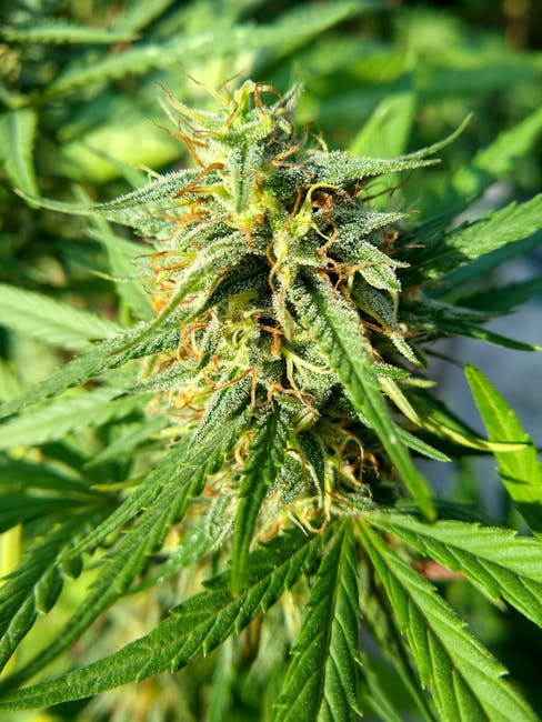 Cannabis store in Greece