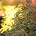 Buy weed in Barcelona image_758.jpg