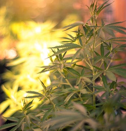 Buy weed in Barcelona