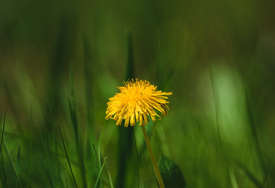 Buy hashish in Galway