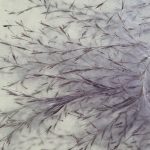 THC vapes delivery in Lisbon image_764.jpg