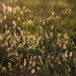 Buy THC vapes in Kaunas image_766.jpg