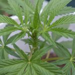 Weed shop in Monte Carlo image_774.jpg