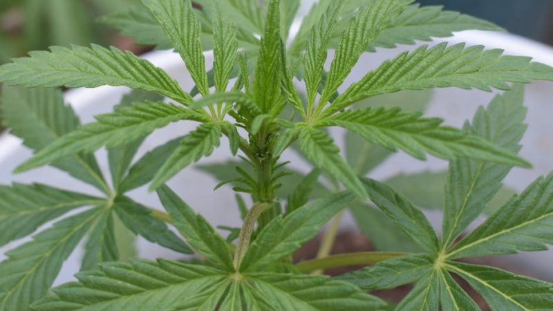 Weed shop in Monte Carlo