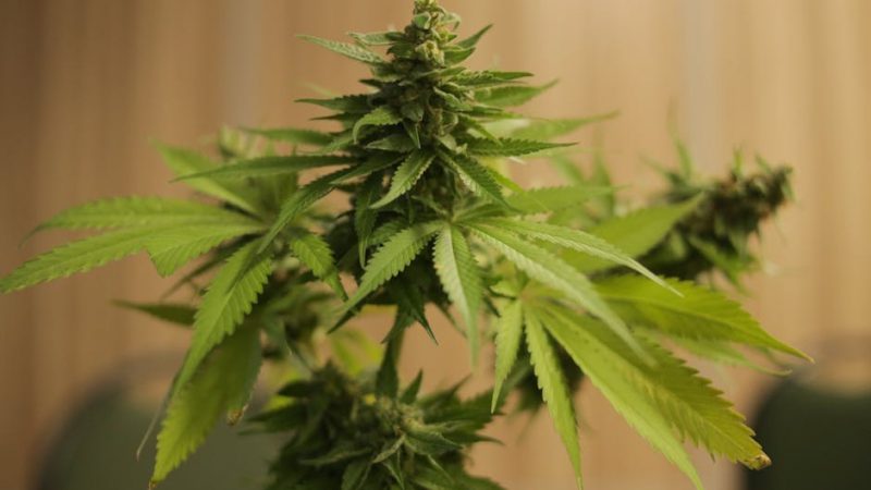 Buy marijuana in Stockholm