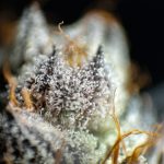 420 shop in Bordeaux image_794.jpg