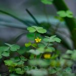 Marijuana store in Karlsruhe image_801.jpg