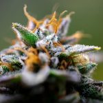 Marijuana store in Belfast image_804.jpg