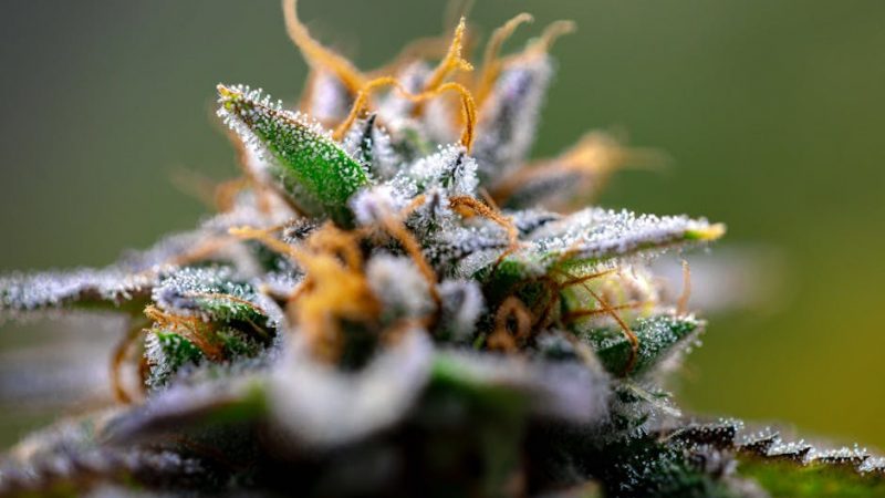 Marijuana store in Belfast