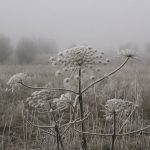 Buy weed in Bonn image_831.jpg