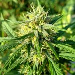 Marijuana shop in Bremen image_847.jpg