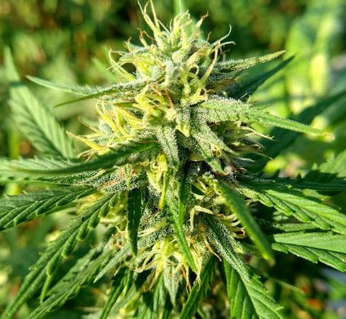 Marijuana shop in Bremen