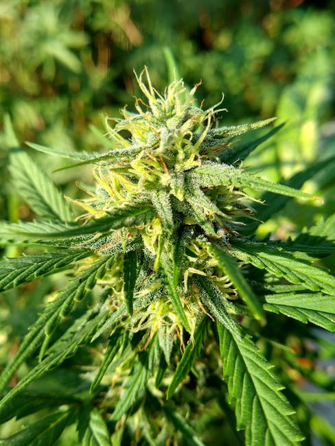 Marijuana shop in Bremen