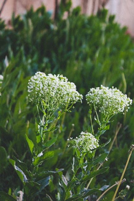 Marijuana store in Cordoba