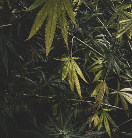 Marijuana shop in Salzburg