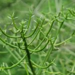 Buy THC cannabis in Lisbon image_870.jpg