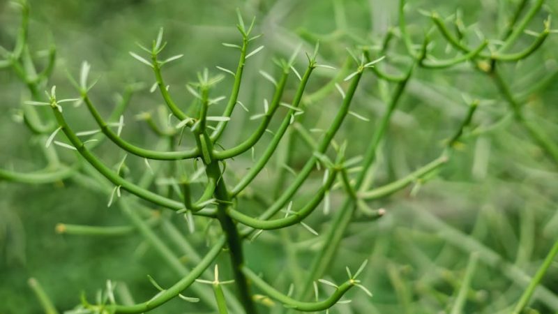 Buy THC cannabis in Lisbon