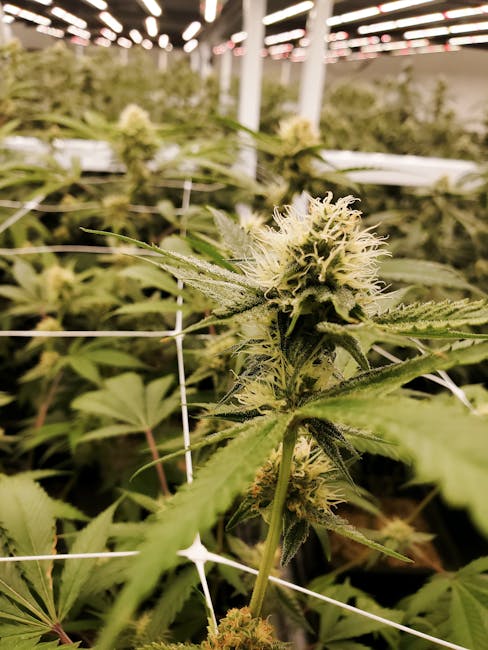 THC vapes delivery in Salzburg