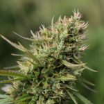 THC weed in Bratislava image_913.jpg