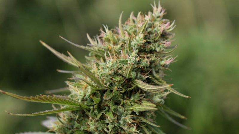 THC weed in Bratislava